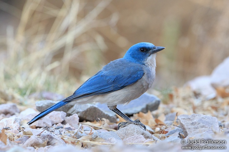 Mexican Jay, Big Bend National Park, Texas, United States